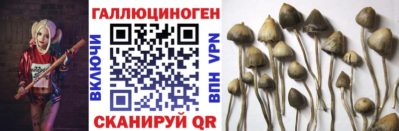 Галлюциногенные грибы Cubensis hydra как зайти Кондопога что такое